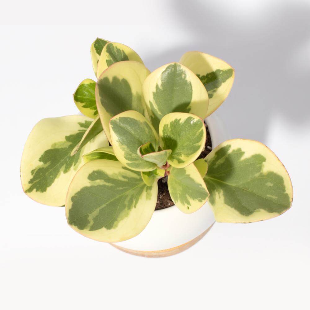 Diana Ceramic 3" Planter – Empty - Cheeky Garden