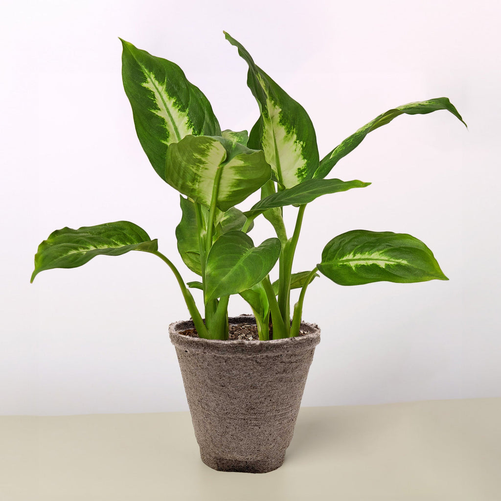 Dieffenbachia Camille - Cheeky Garden