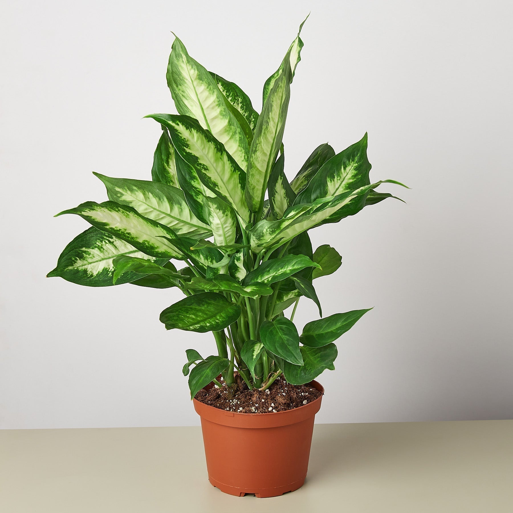 Dieffenbachia Camille - Cheeky Garden
