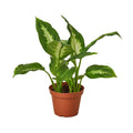 Dieffenbachia Camille - 4" Pot - NURSERY POT ONLY - Cheeky Garden
