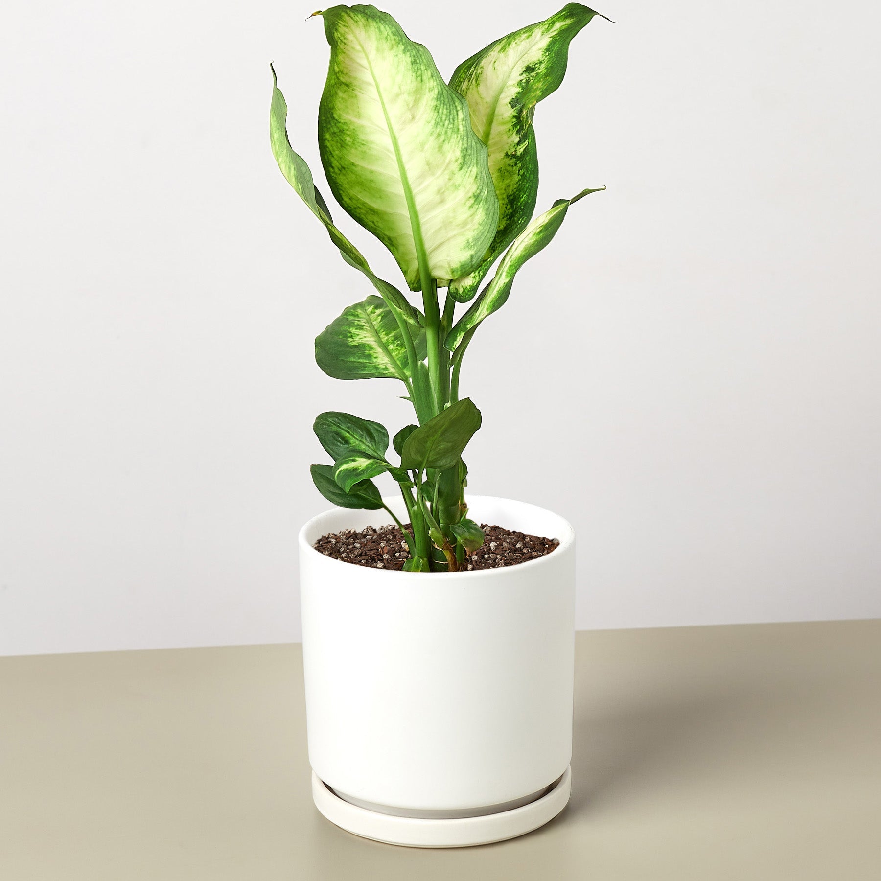 Dieffenbachia Camille - Cheeky Garden