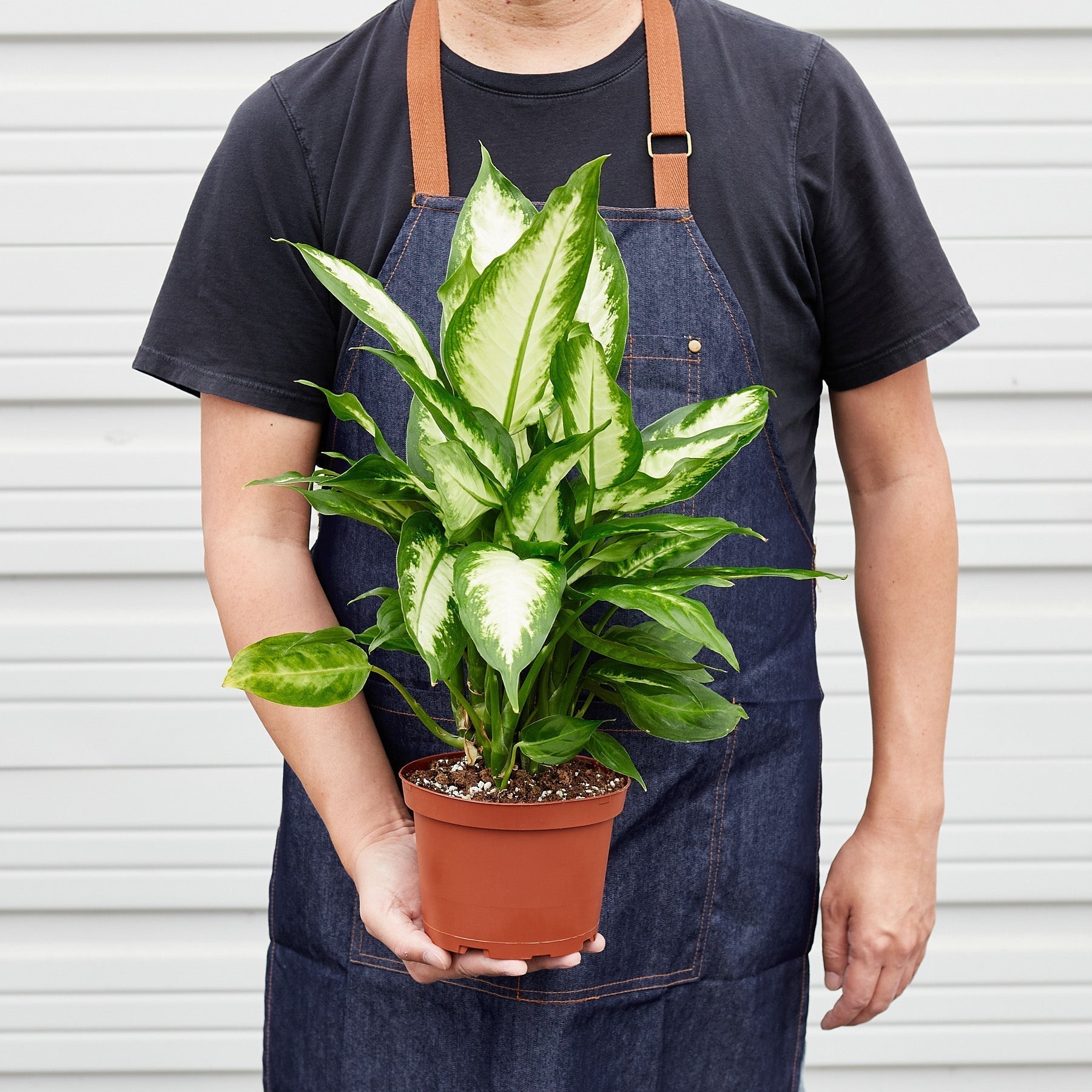 Dieffenbachia Camille - Cheeky Garden