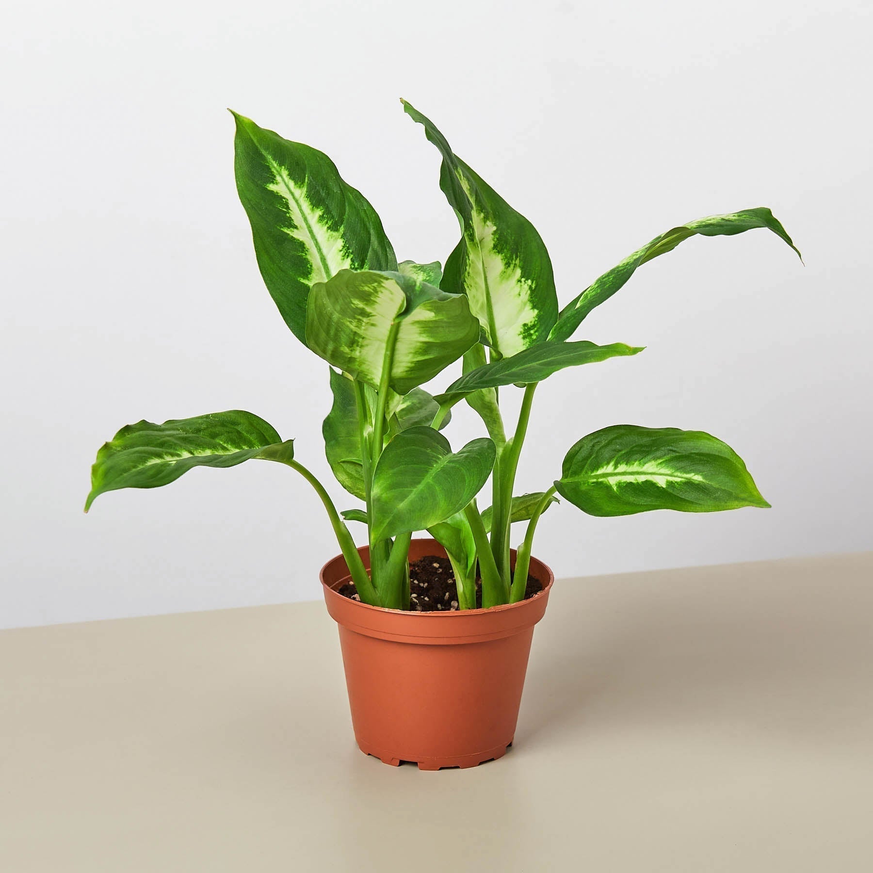Dieffenbachia Camille - Cheeky Garden