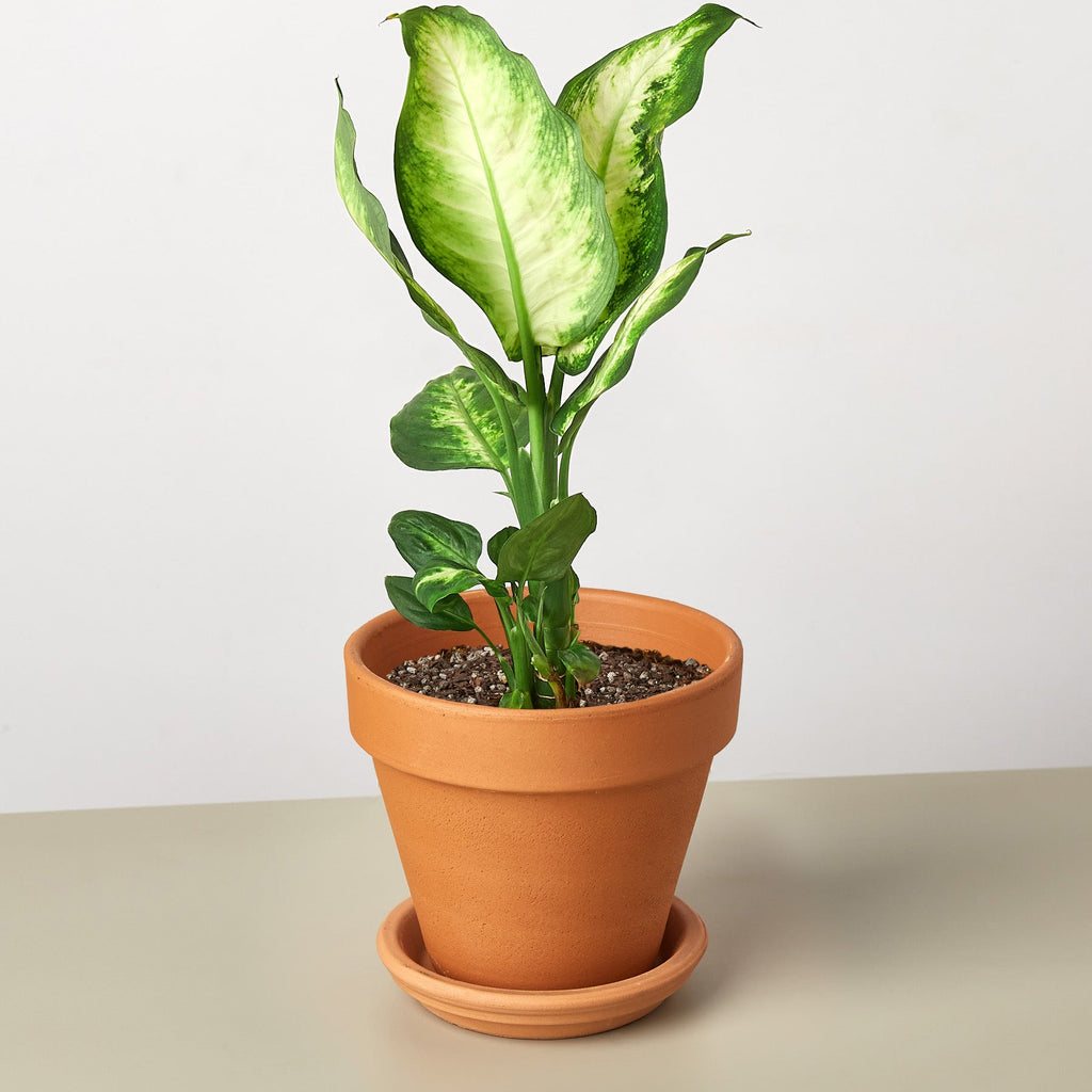 Dieffenbachia Camille - Cheeky Garden
