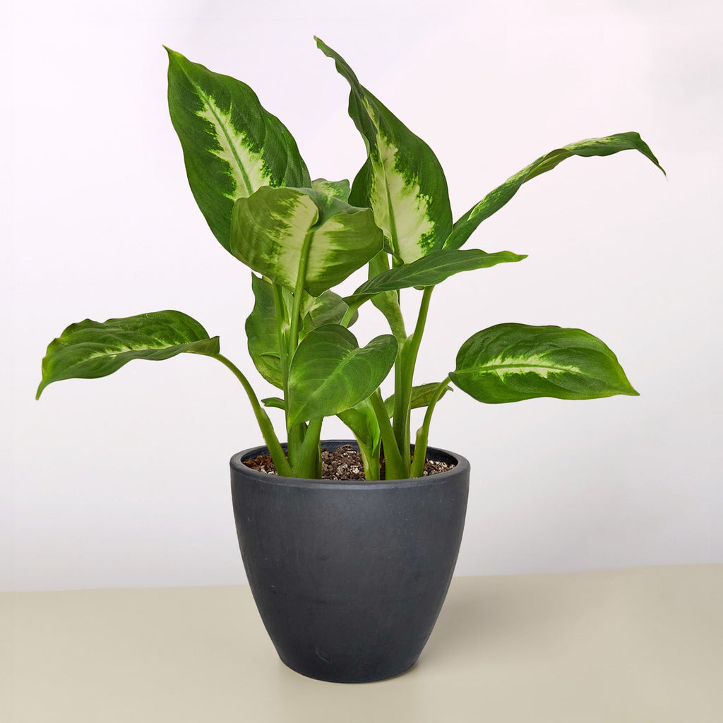 Dieffenbachia Camille - Cheeky Garden