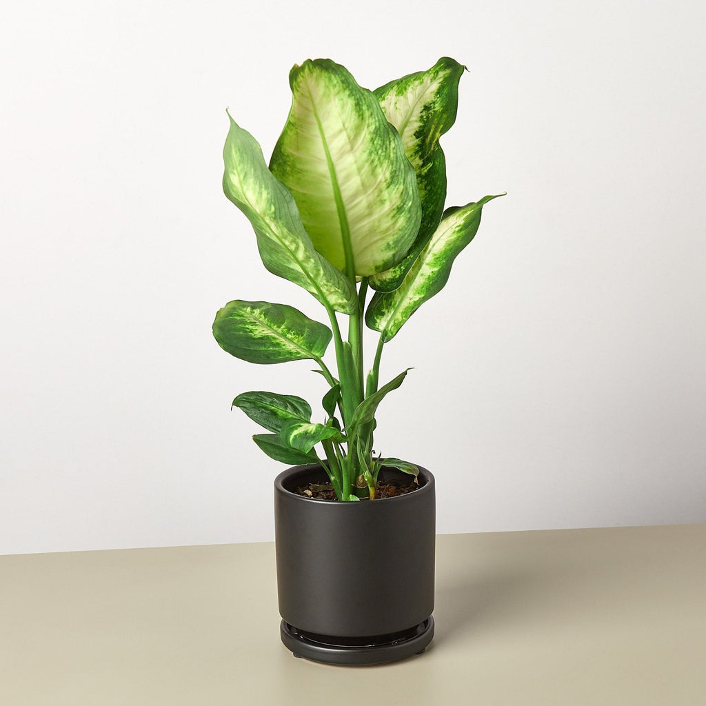 Dieffenbachia Camille - Cheeky Garden