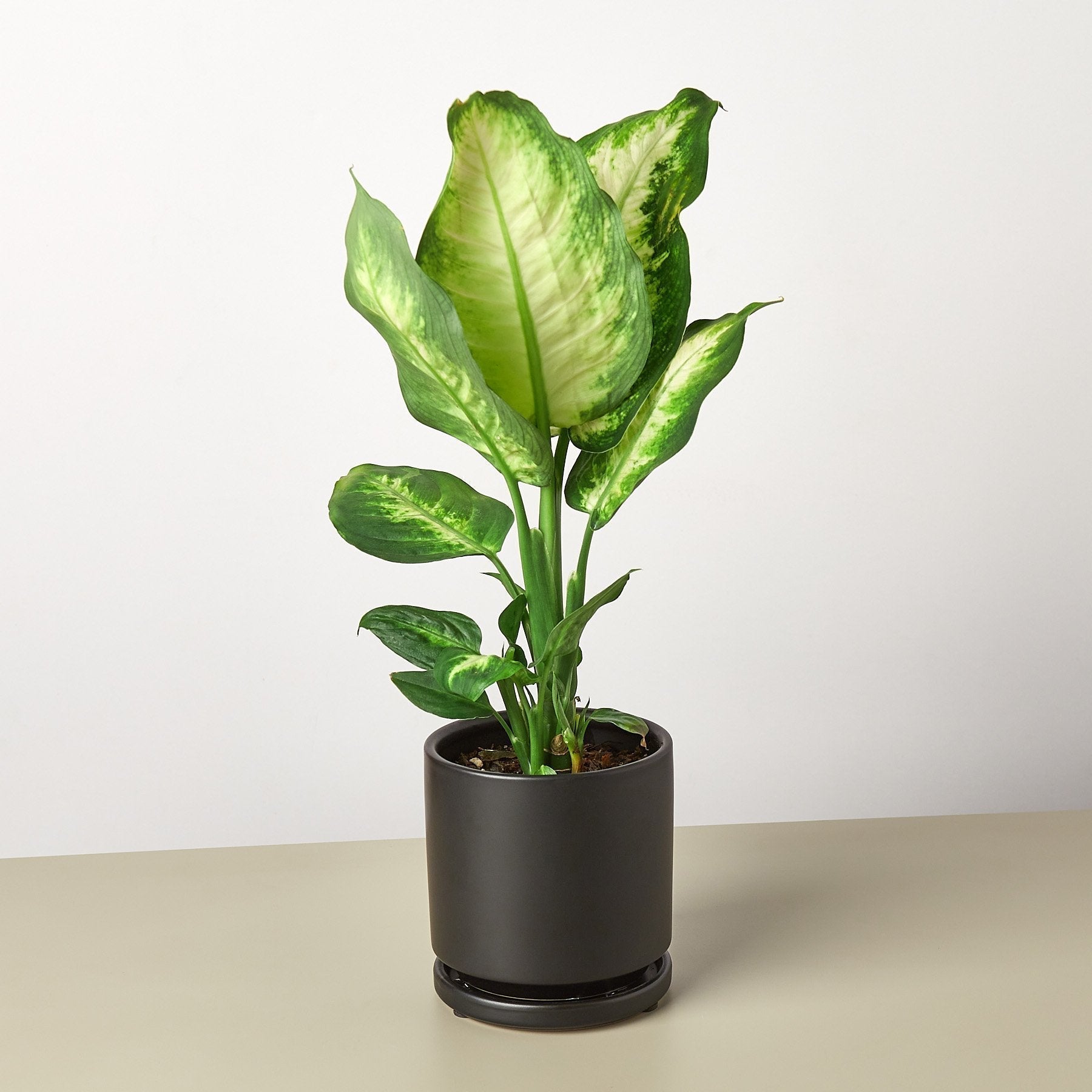 Dieffenbachia Camille - Cheeky Garden