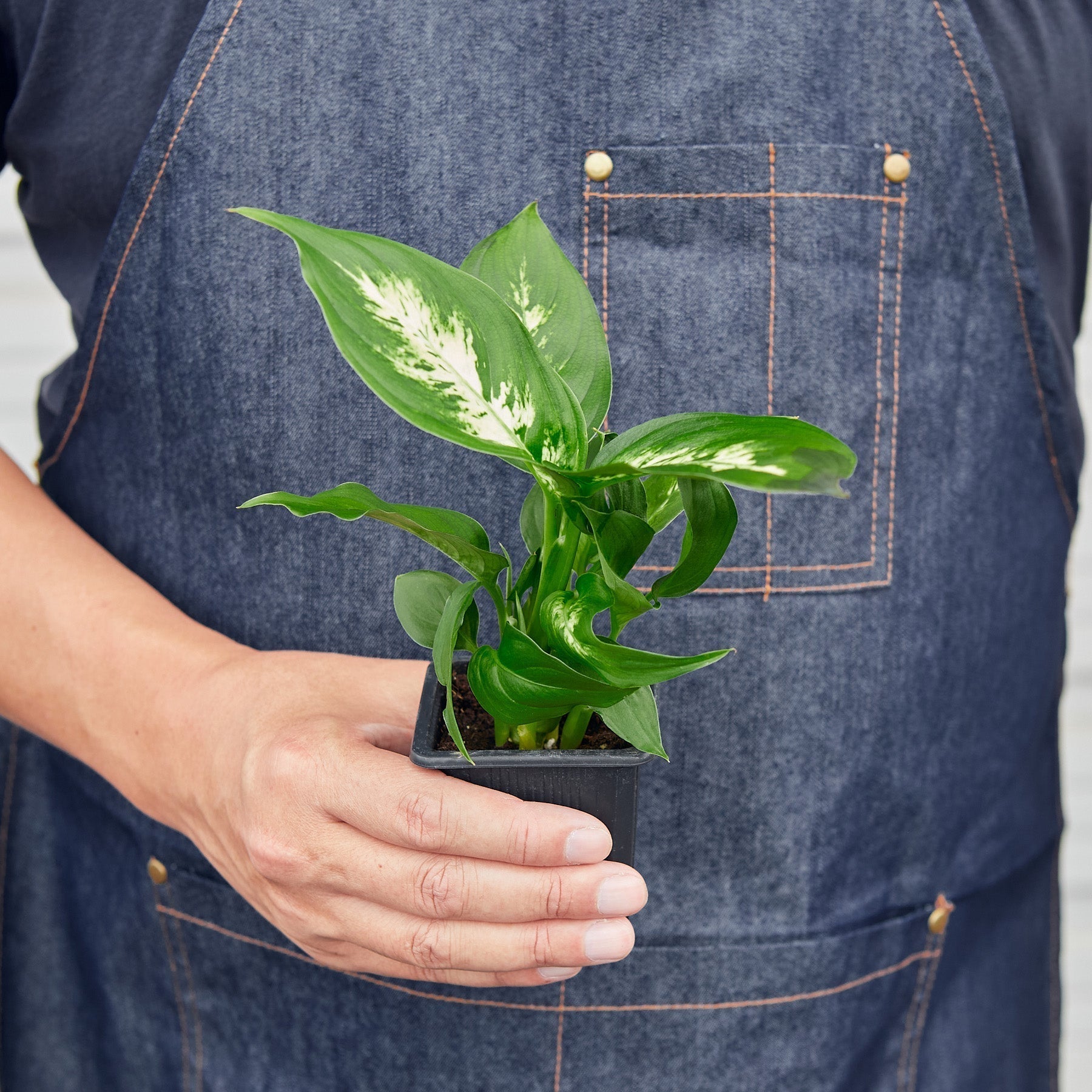 Dieffenbachia Camille - Cheeky Garden