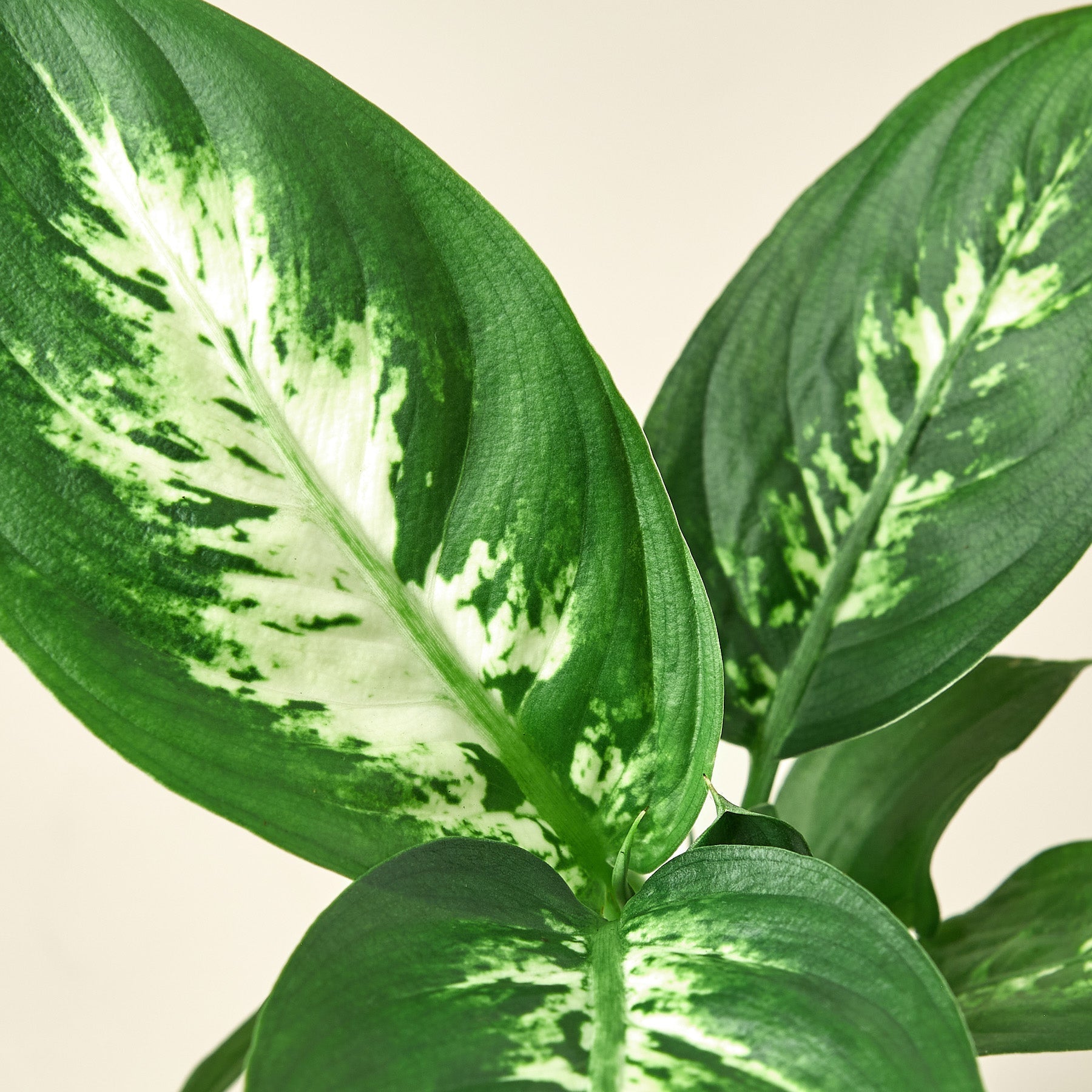 Dieffenbachia Camille - Cheeky Garden