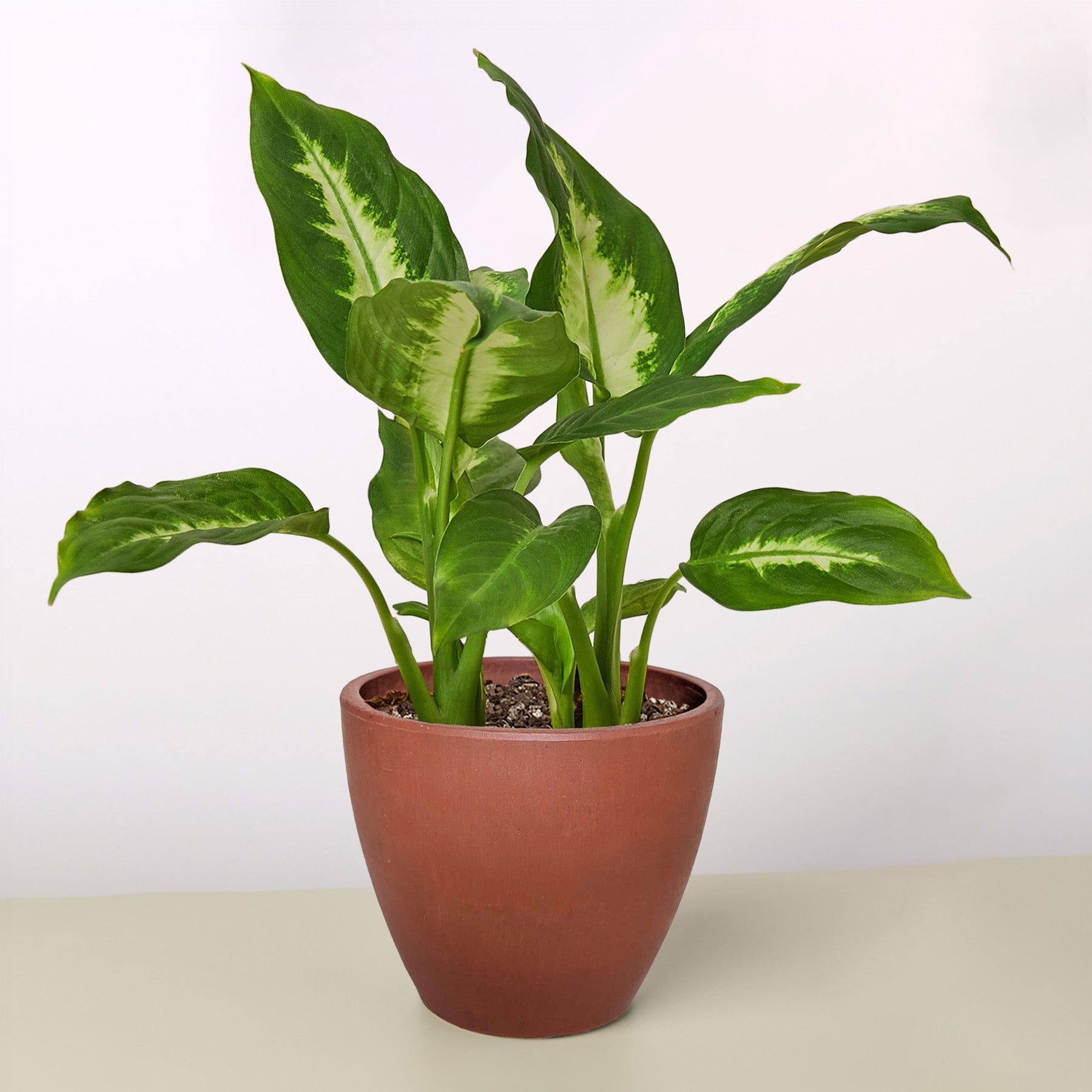 Dieffenbachia Camille - Cheeky Garden