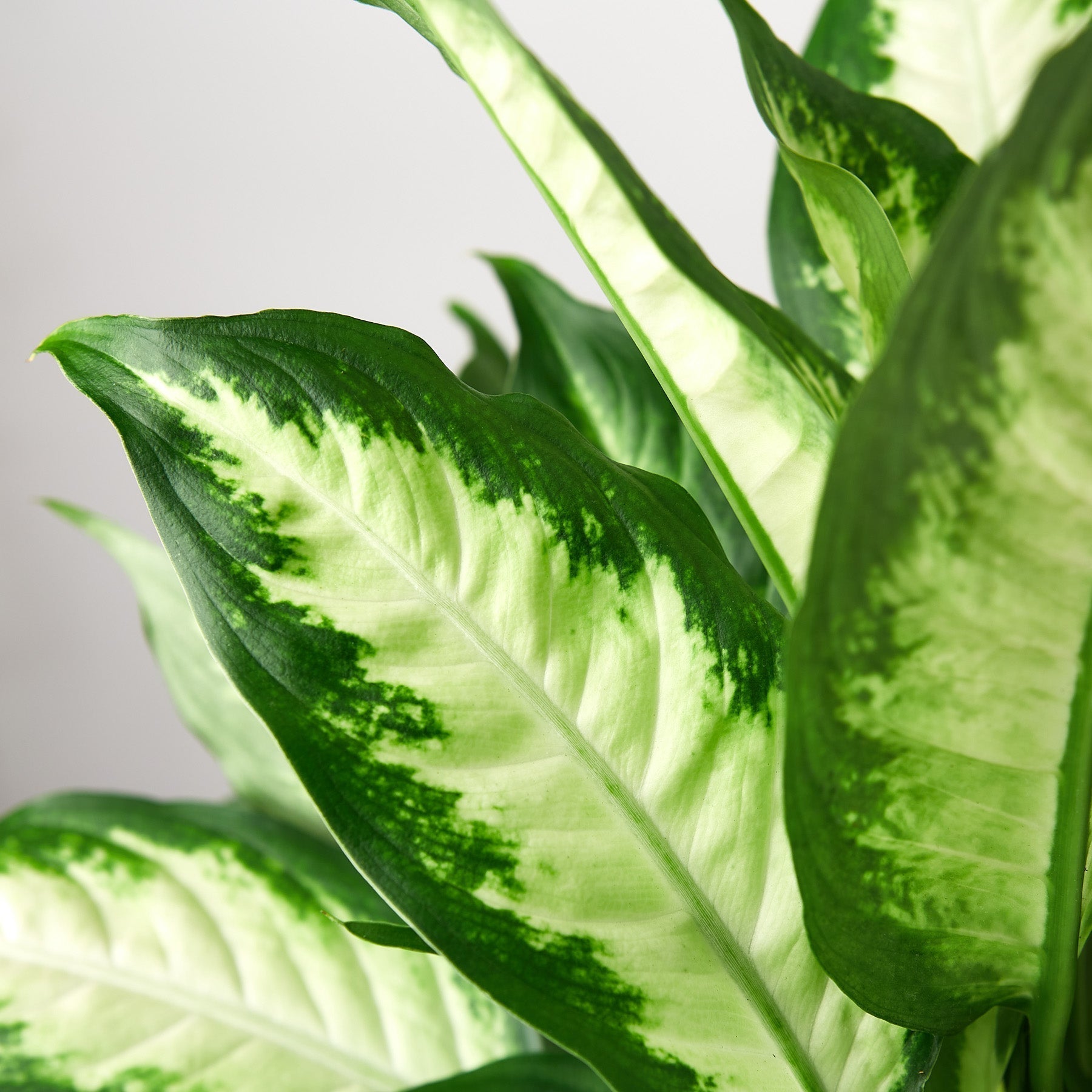 Dieffenbachia Camille - Cheeky Garden