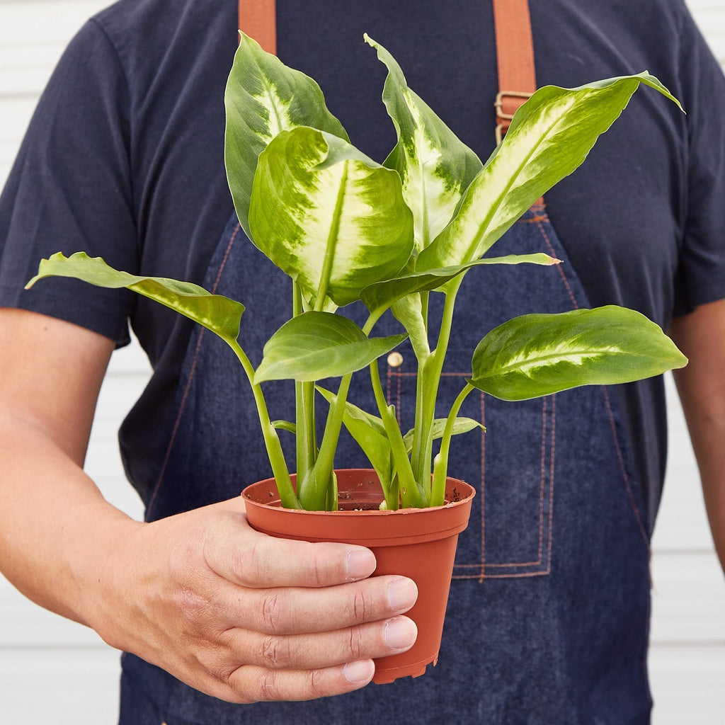 Dieffenbachia Camille - Cheeky Garden