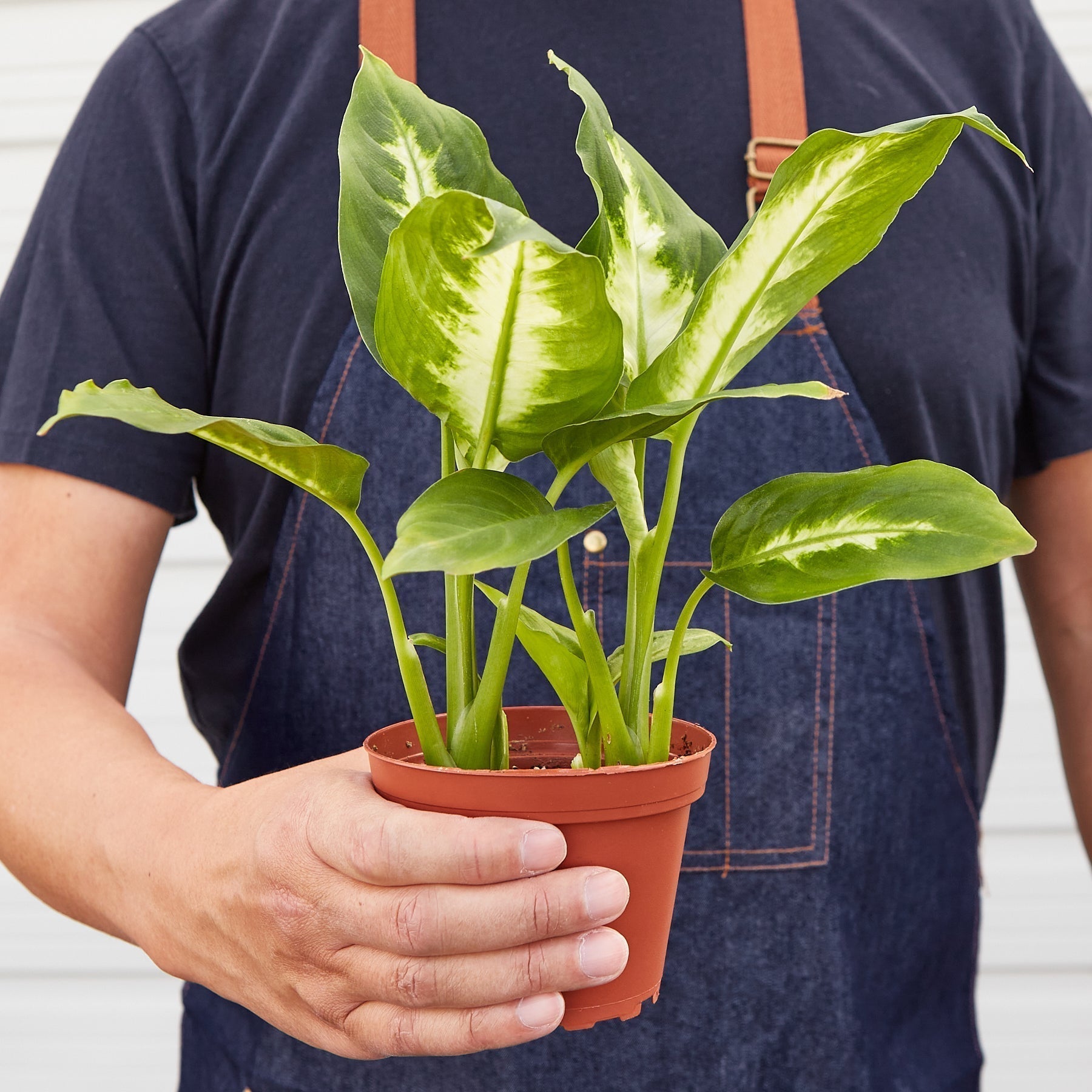 Dieffenbachia Camille - Cheeky Garden
