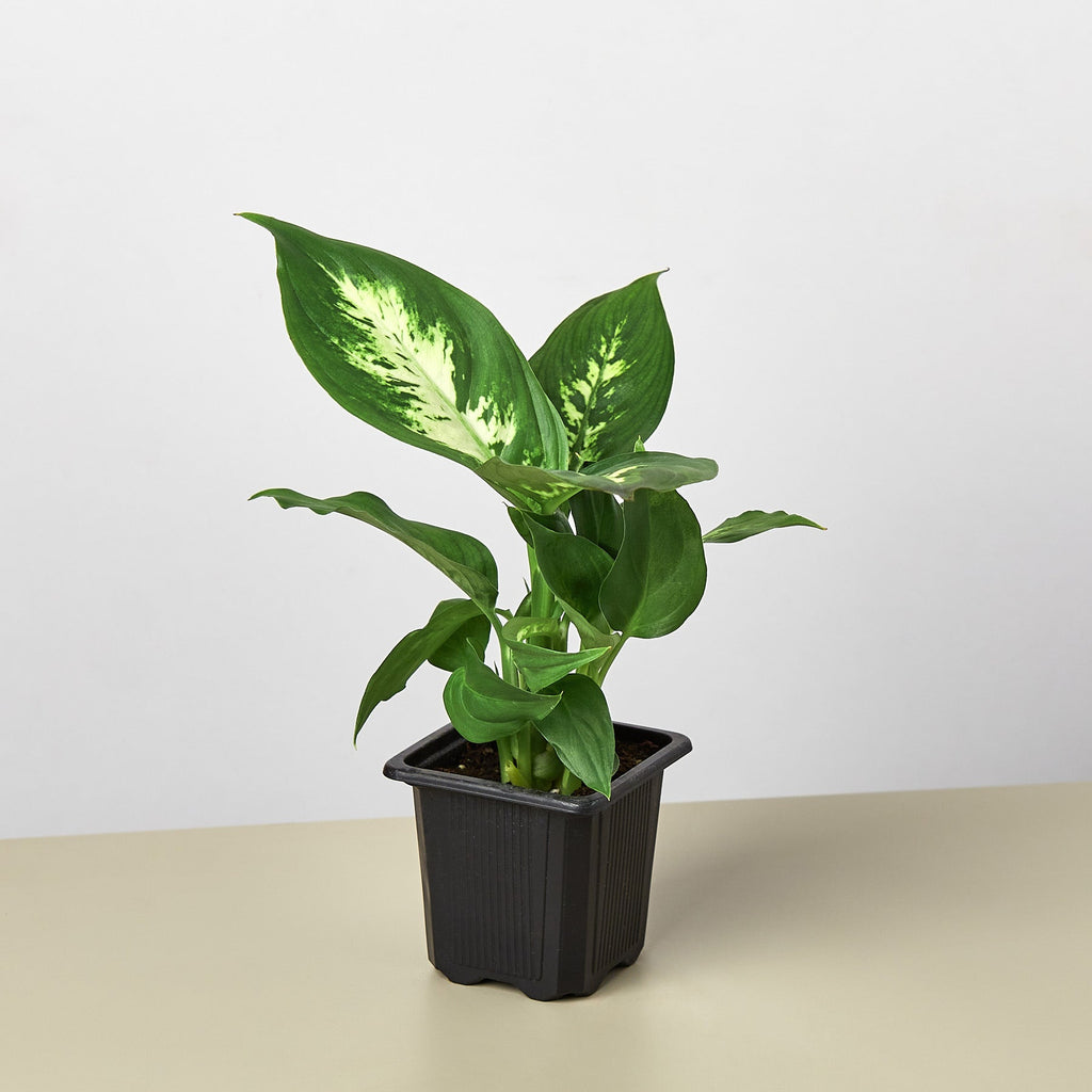 Dieffenbachia Camille - Cheeky Garden