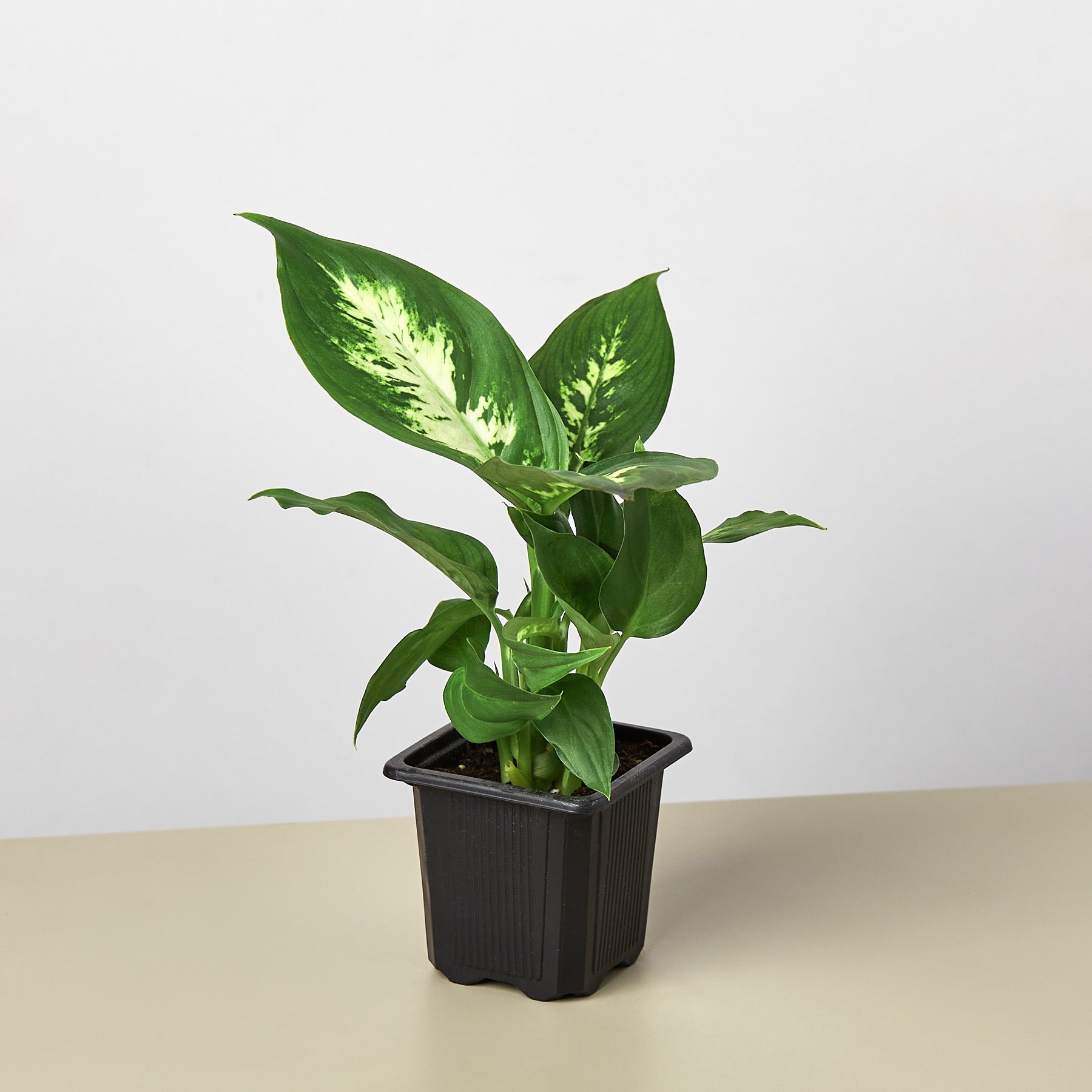 Dieffenbachia Camille - Cheeky Garden