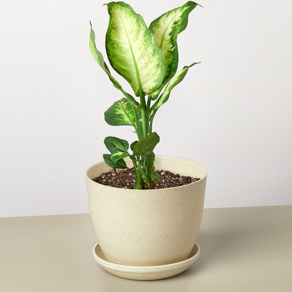 Dieffenbachia Camille - Cheeky Garden