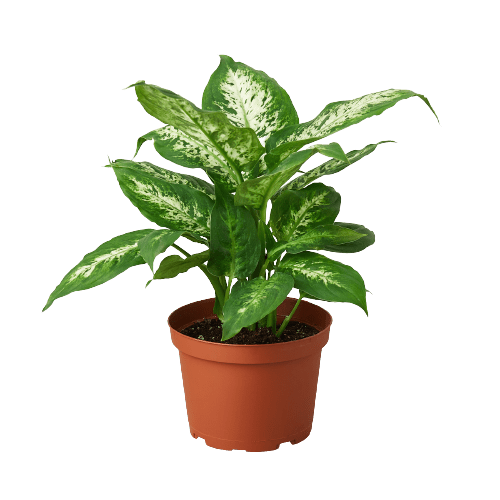 Dieffenbachia 'Tropic Snow' - Cheeky Garden
