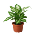 Dieffenbachia 'Tropic Snow' - Cheeky Garden