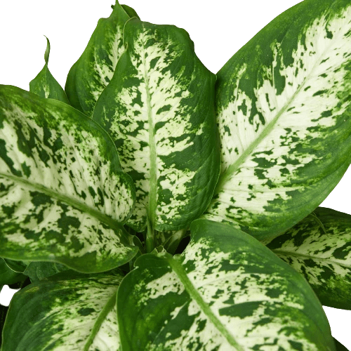Dieffenbachia 'Tropic Snow' - Cheeky Garden