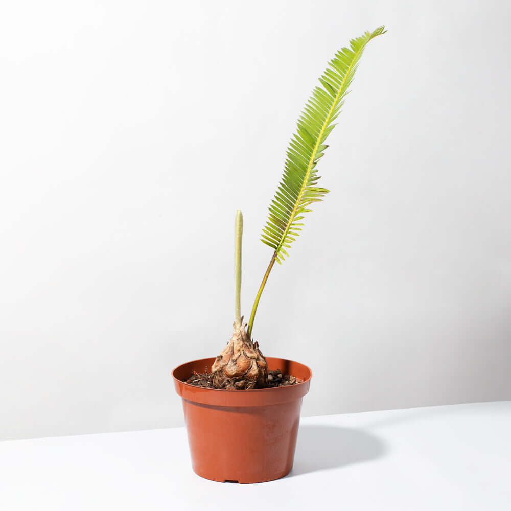 Dioon Edule – Mexican Fern Palm (Rare Cycad) - Cheeky Garden