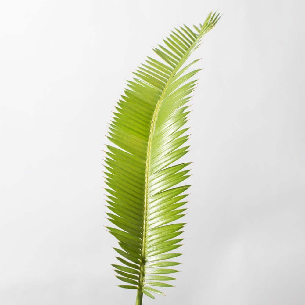 Dioon Edule – Mexican Fern Palm (Rare Cycad) - Cheeky Garden