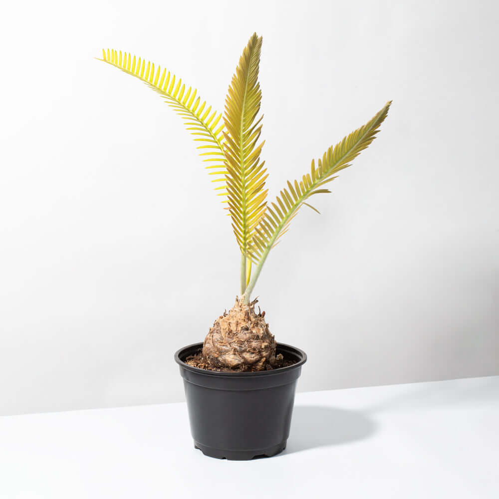 Dioon Edule – Mexican Fern Palm (Rare Cycad) - Cheeky Garden