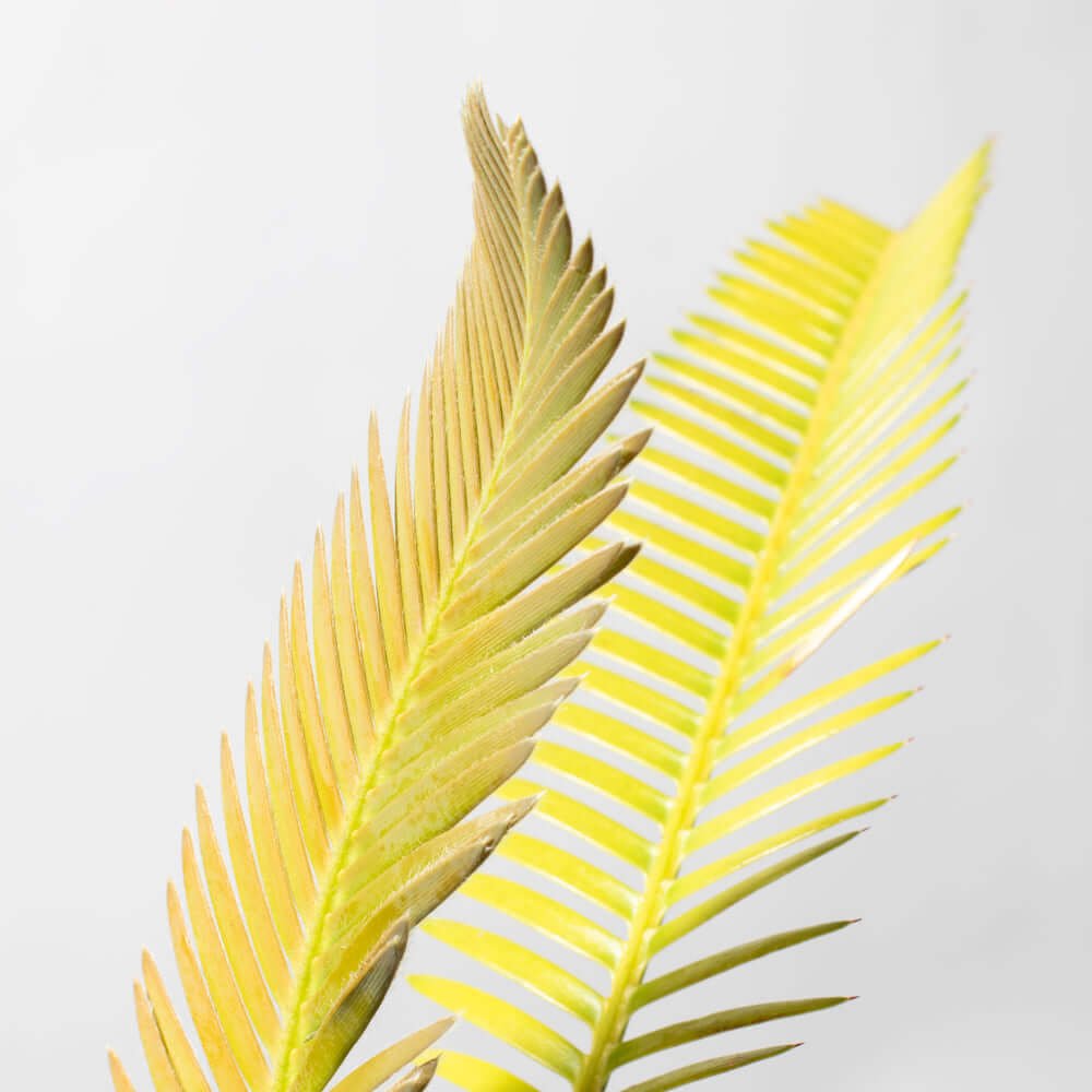 Dioon Edule – Mexican Fern Palm (Rare Cycad) - Cheeky Garden