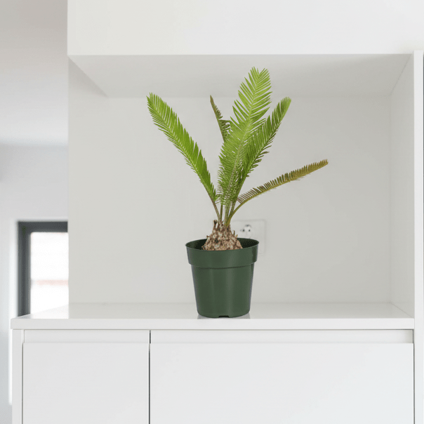 Dioon Edule – Mexican Fern Palm (Rare Cycad) - Cheeky Garden