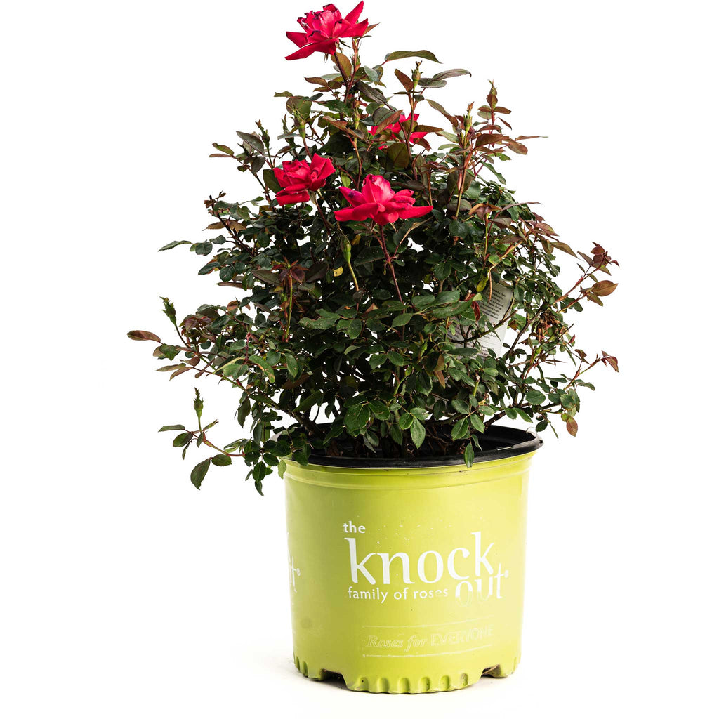 Double Knock Out® Rose - Cheeky Garden
