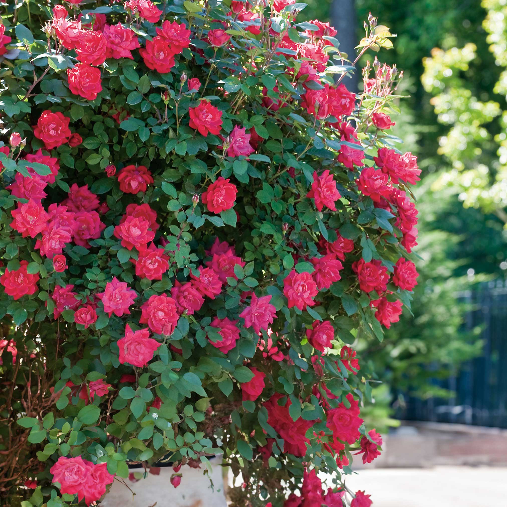 Double Knock Out® Rose - Cheeky Garden