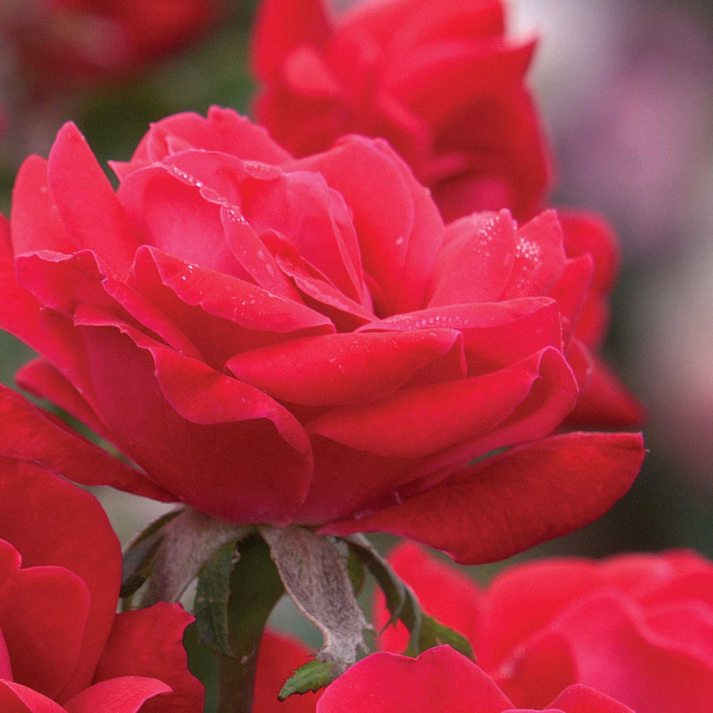 Double Knock Out® Rose - Cheeky Garden