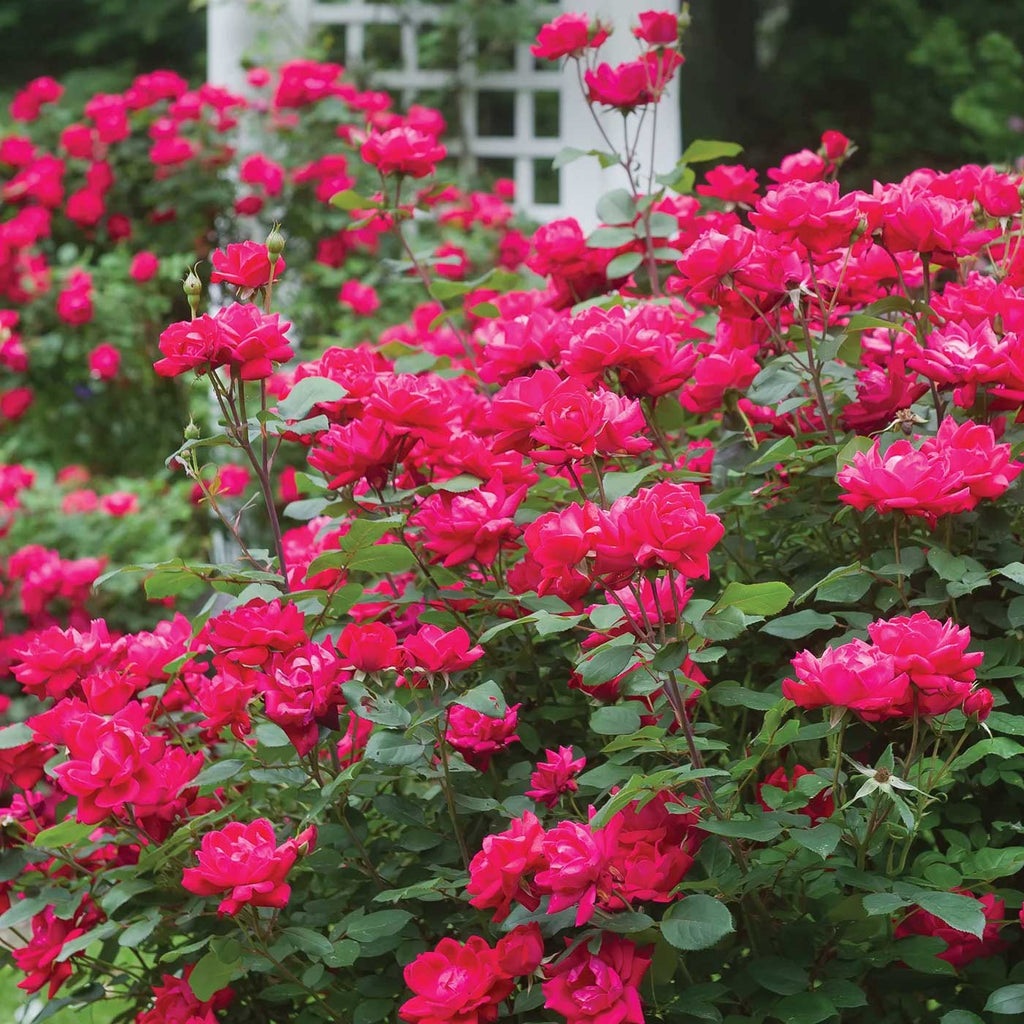 Double Knock Out® Rose - Cheeky Garden