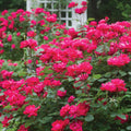 Double Knock Out® Rose - Cheeky Garden