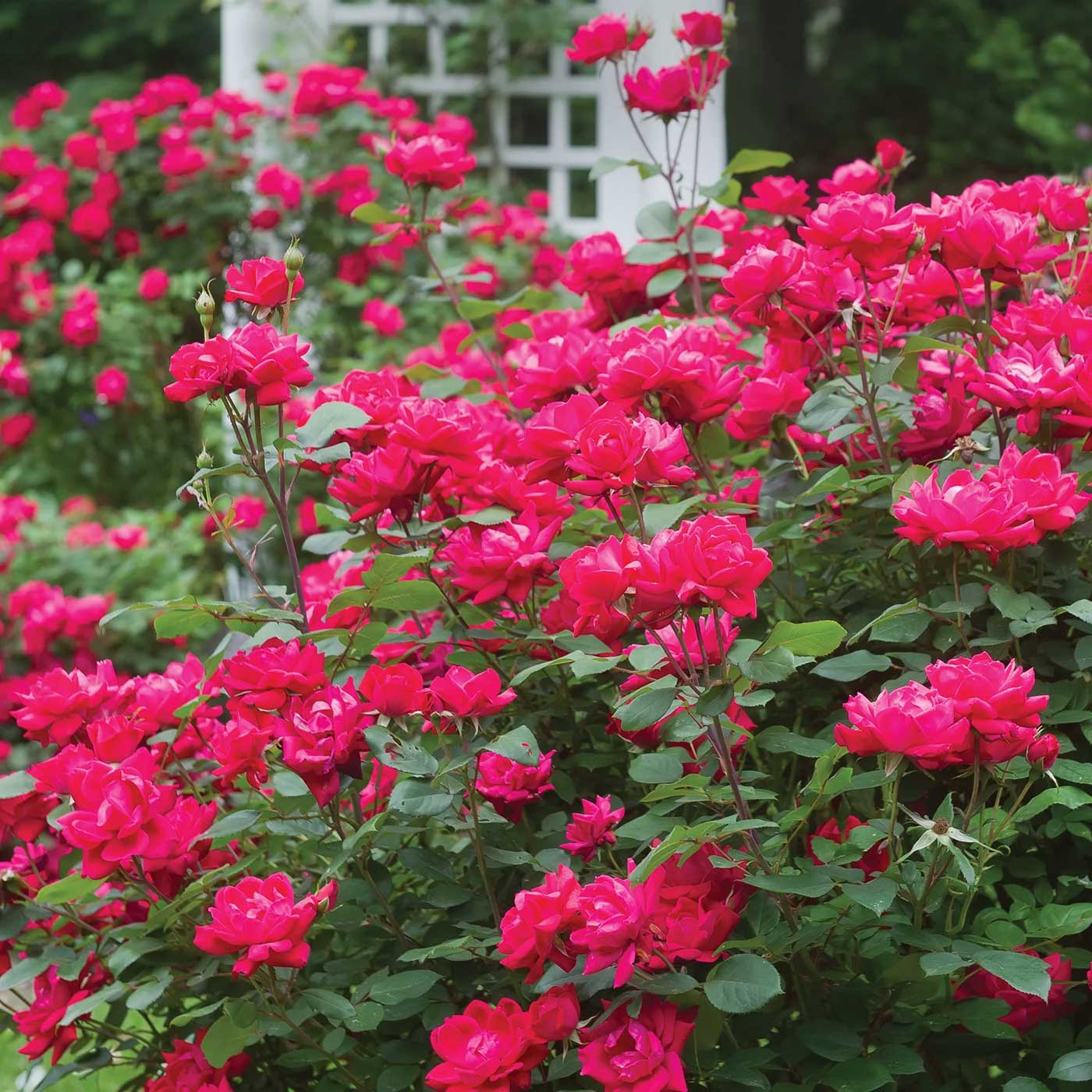 Double Knock Out® Rose - Cheeky Garden
