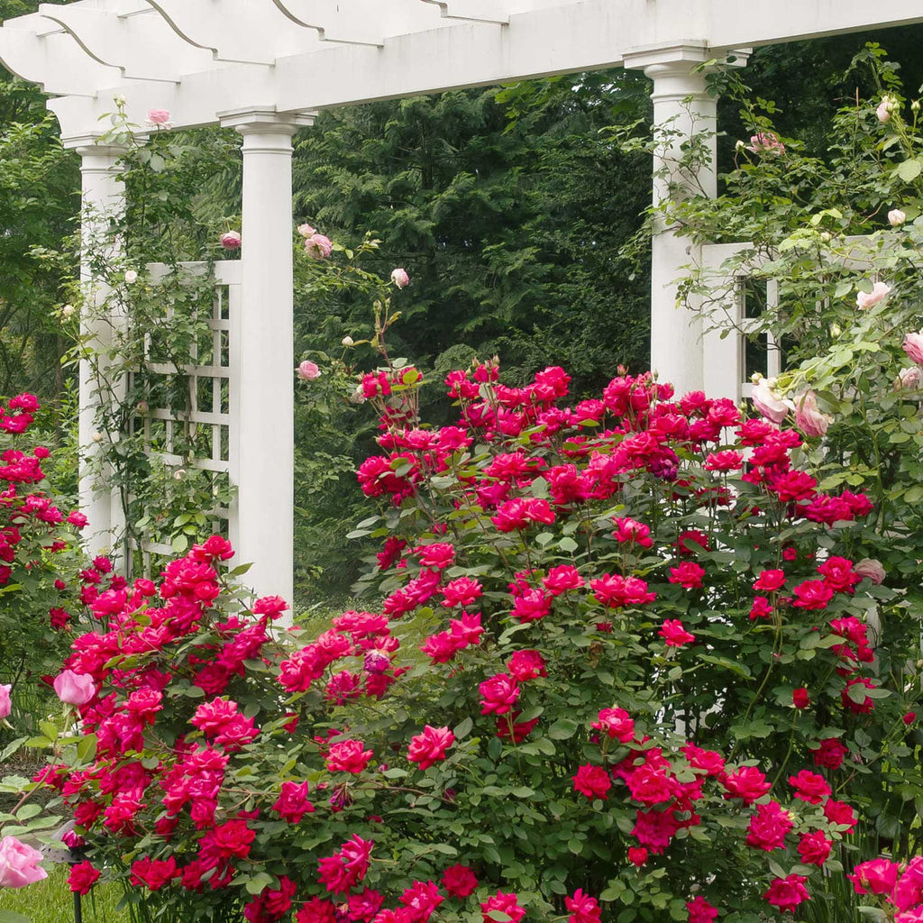 Double Knock Out® Rose - Cheeky Garden