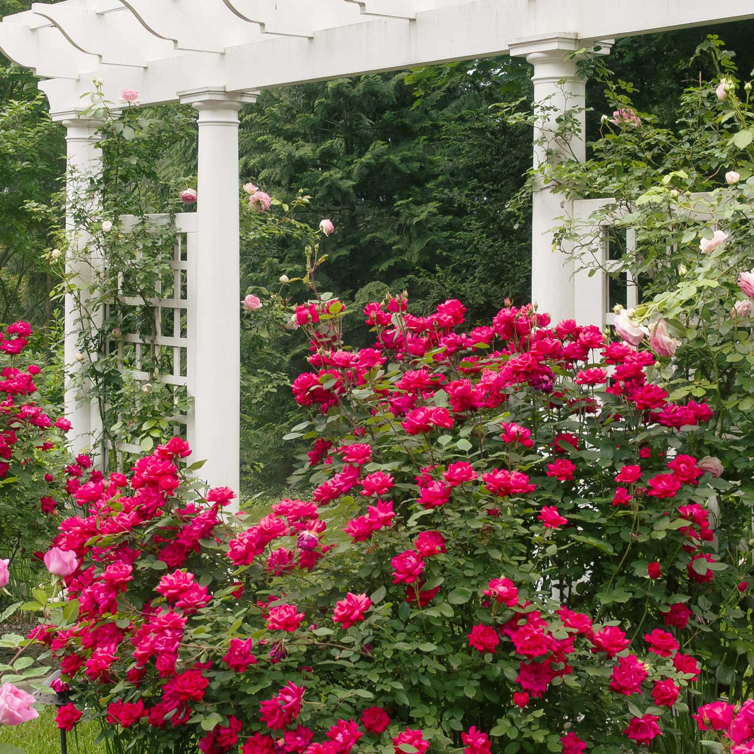 Double Knock Out® Rose - Cheeky Garden