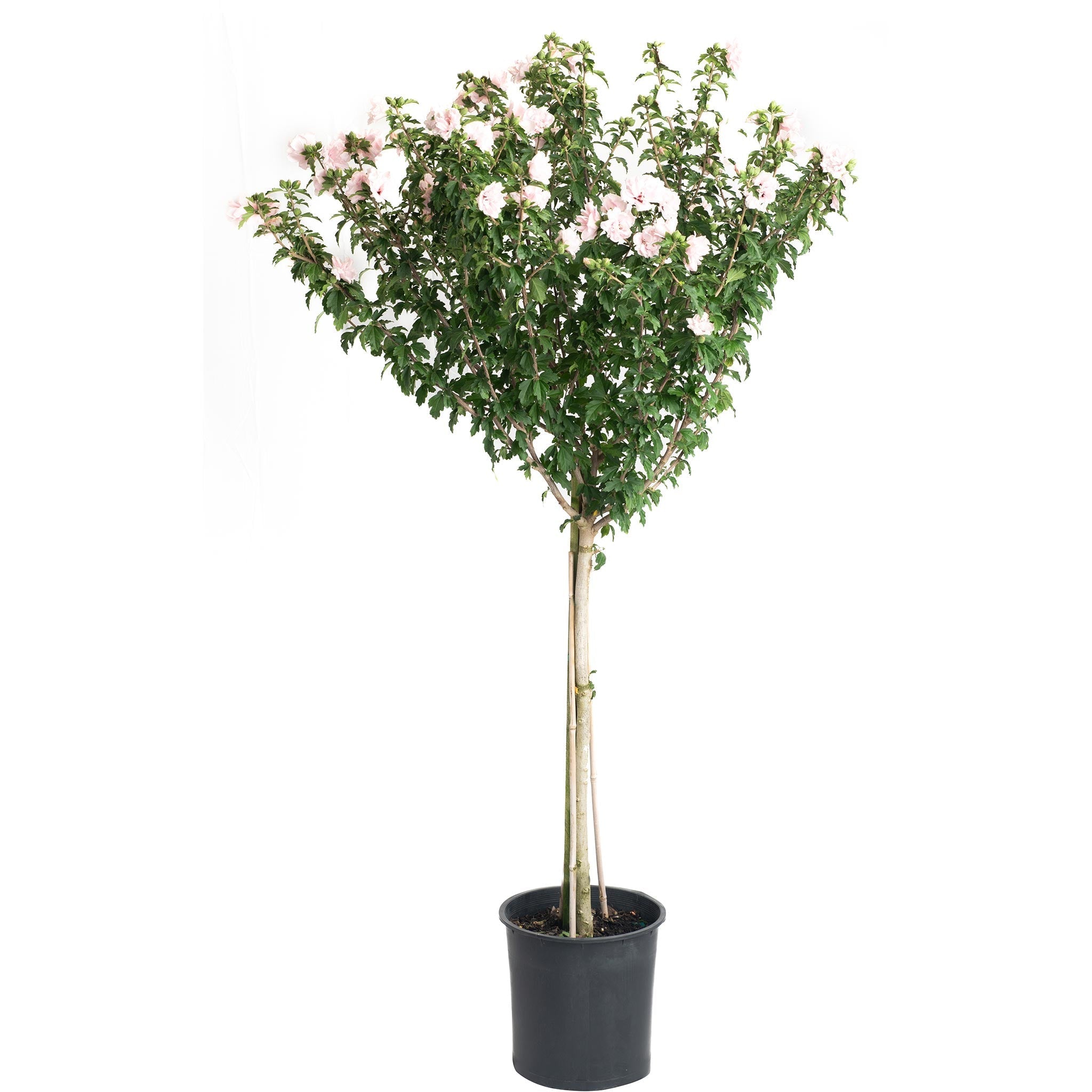 Double Pink Rose of Sharon Tree - Cheeky Garden