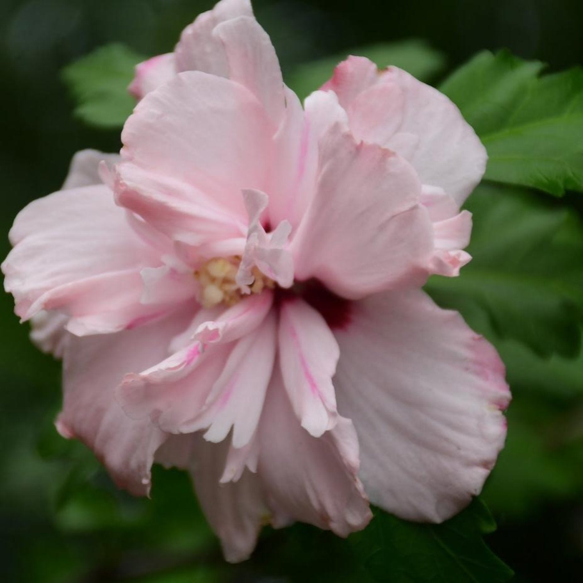 Double Pink Rose of Sharon Tree - Cheeky Garden