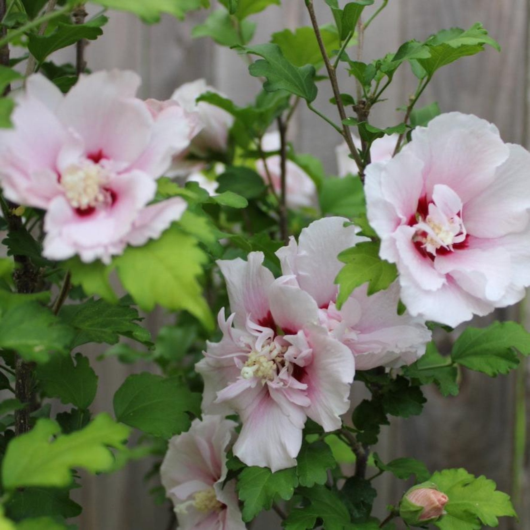 Double Pink Rose of Sharon Tree - Cheeky Garden