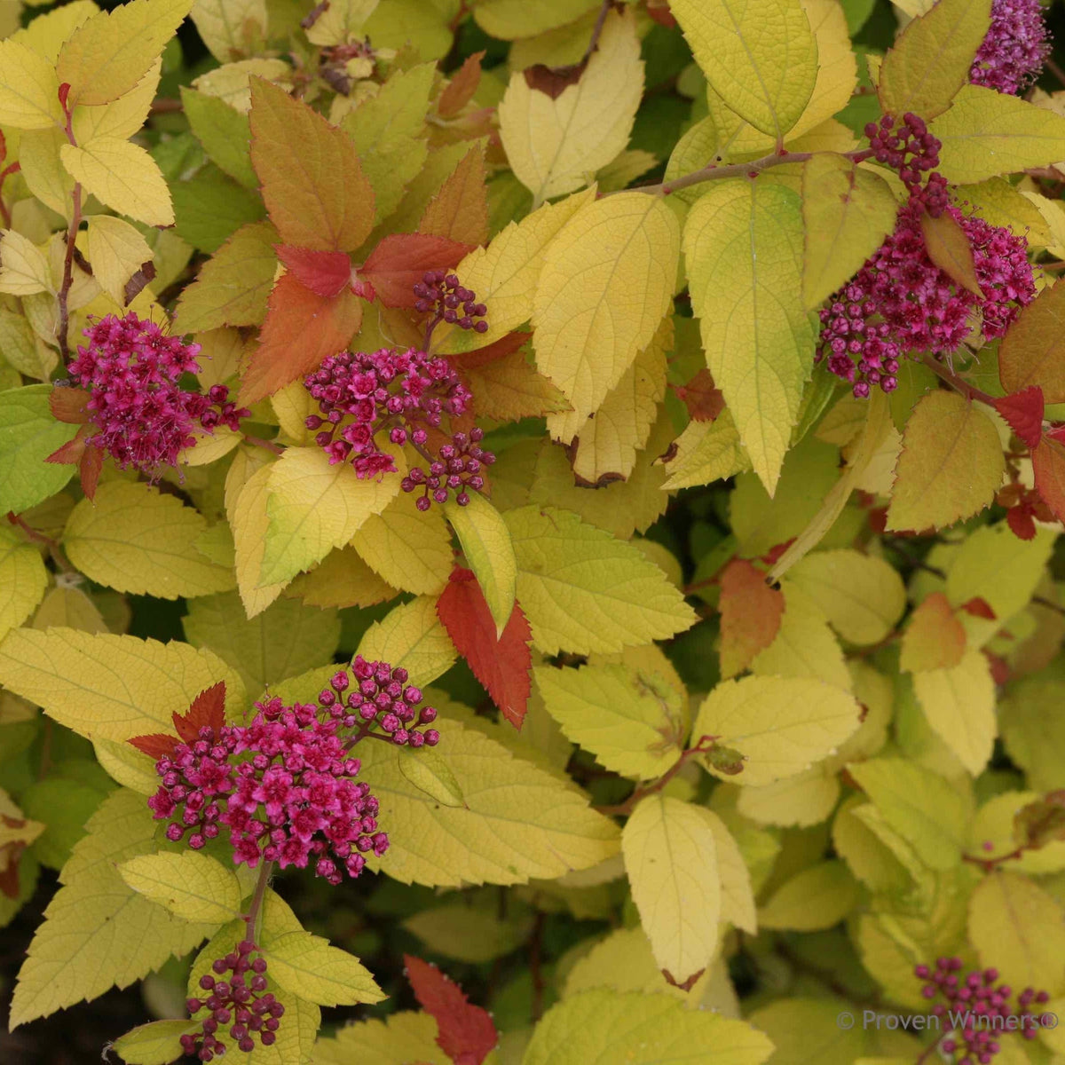Double Play® Candy Corn® Spiraea - Cheeky Garden