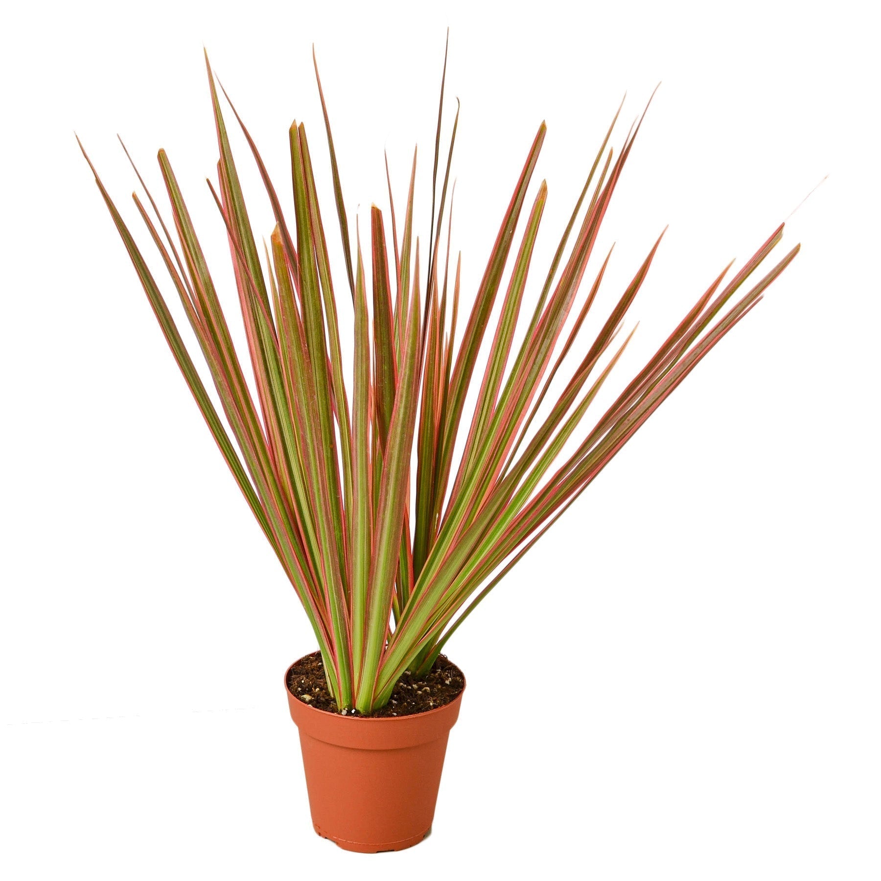 Dracaena 'Colorama' - 4" Pot - NURSERY POT ONLY - Cheeky Garden