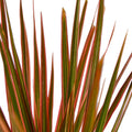 Dracaena 'Colorama' - 6" Pot - NURSERY POT ONLY - Cheeky Garden
