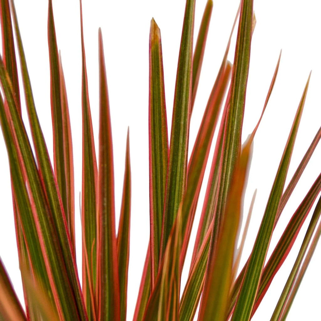 Dracaena 'Colorama' - Cheeky Garden