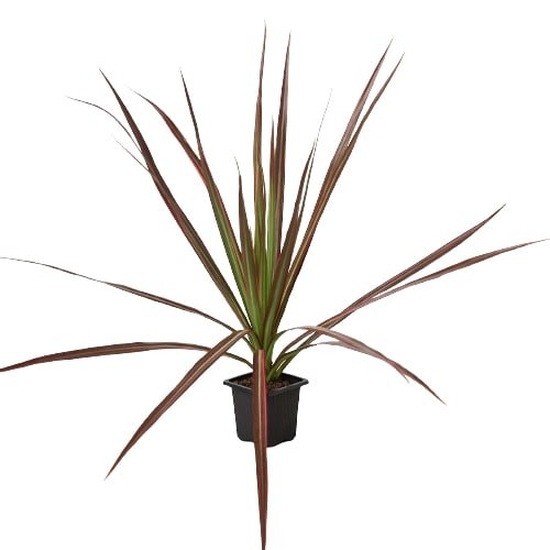 Dracaena 'Colorama' - Cheeky Garden