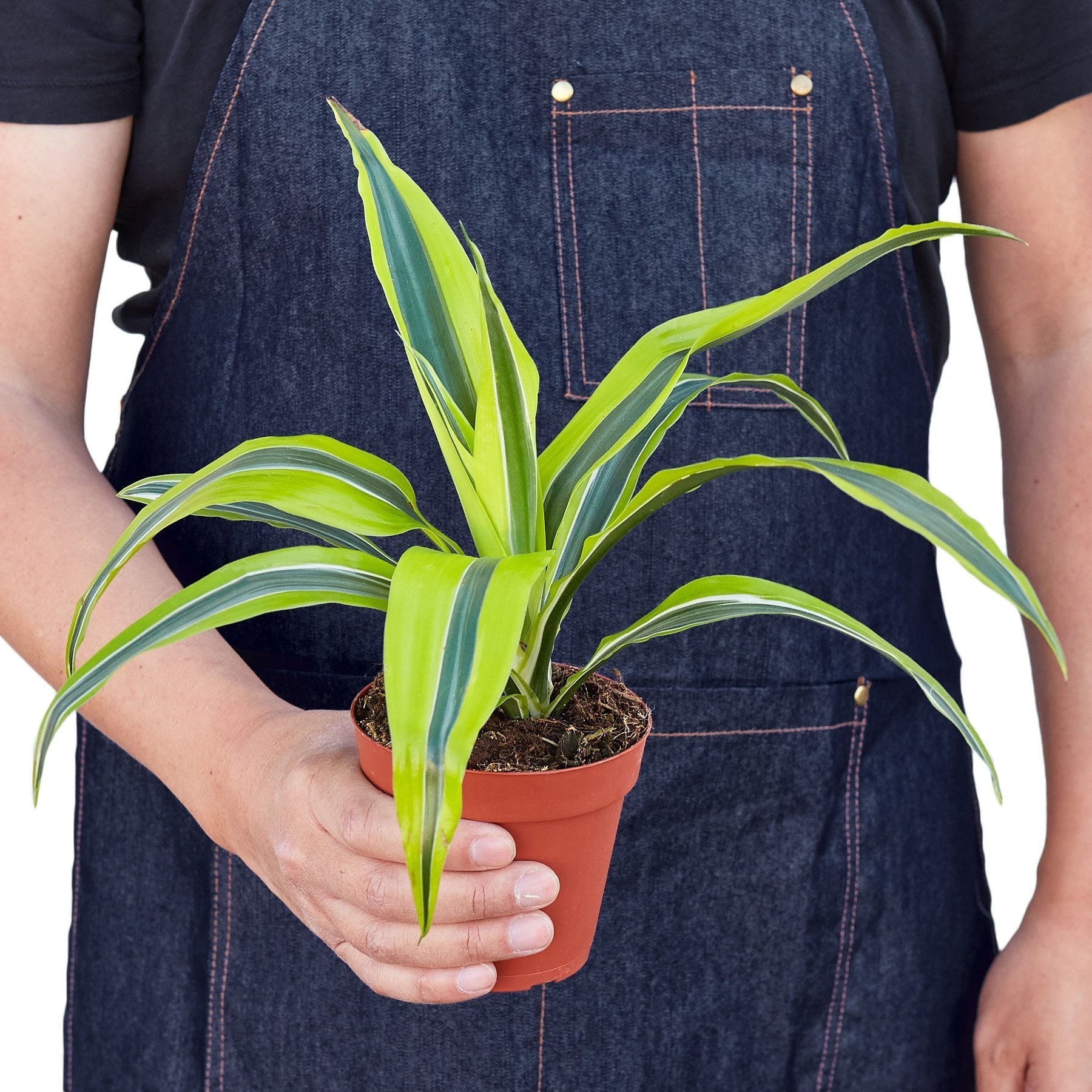Dracaena Deremensis 'Lemon Lime' - Cheeky Garden