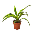 Dracaena Deremensis 'Lemon Lime' - 4" Pot - NURSERY POT ONLY - Cheeky Garden