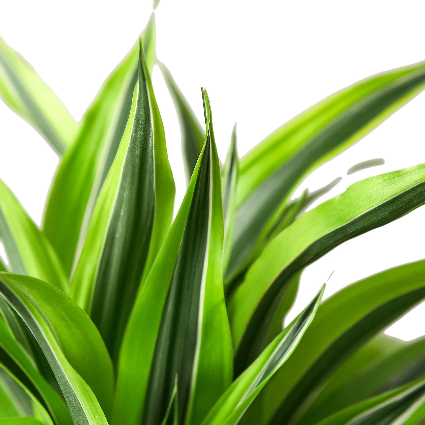 Dracaena Deremensis 'Lemon Lime' - Cheeky Garden