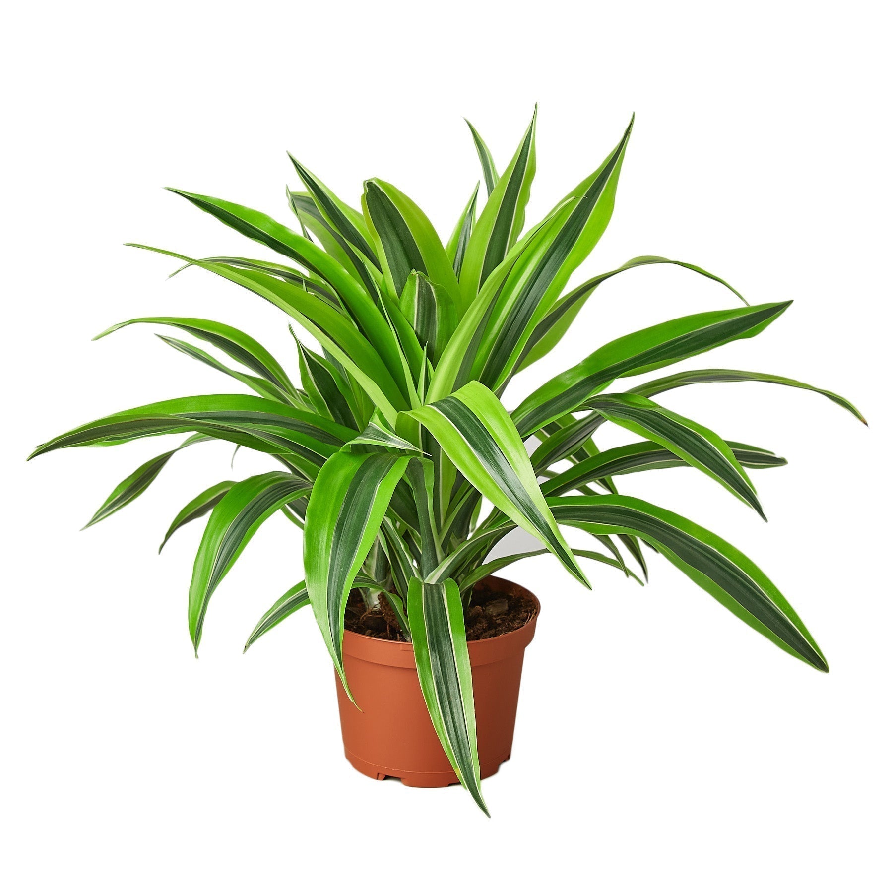 Dracaena Deremensis 'Lemon Lime' - 6" Pot - NURSERY POT ONLY - Cheeky Garden