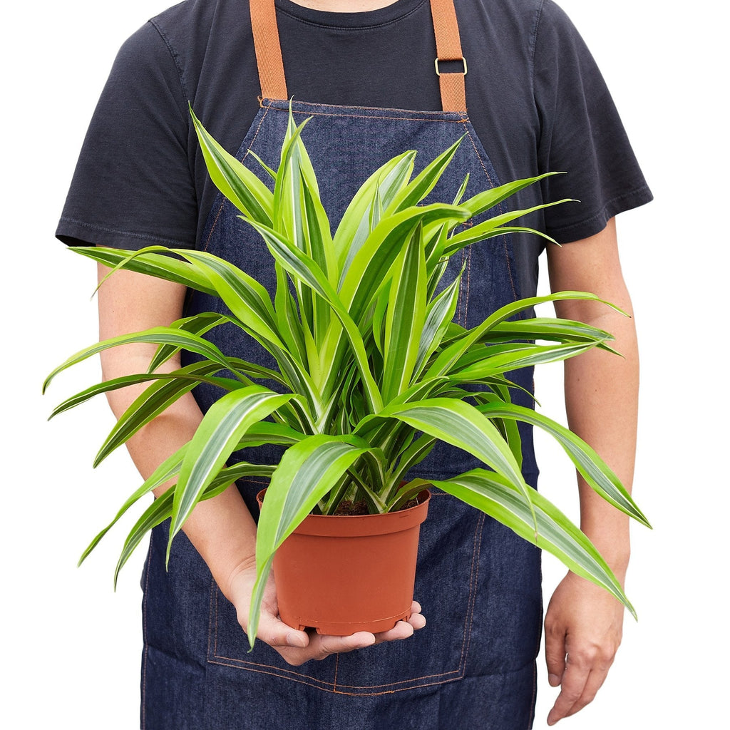 Dracaena Deremensis 'Lemon Lime' - Cheeky Garden
