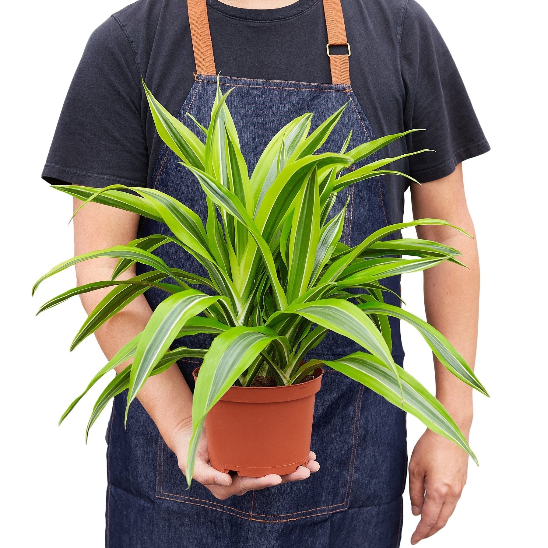 Dracaena Deremensis 'Lemon Lime' - Cheeky Garden